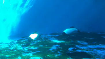 仙台うみの杜水族館に投稿された画像（2024/1/20）