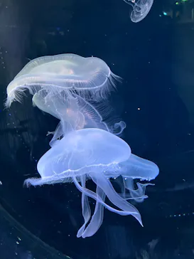 仙台うみの杜水族館に投稿された画像（2024/1/20）