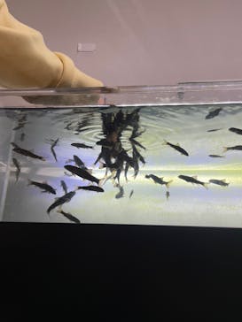 カワスイ 川崎⽔族館に投稿された画像（2024/1/20）