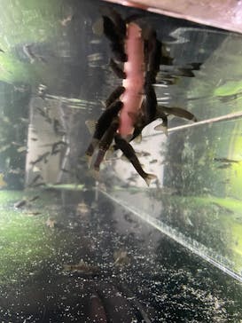 カワスイ 川崎⽔族館に投稿された画像（2024/1/20）