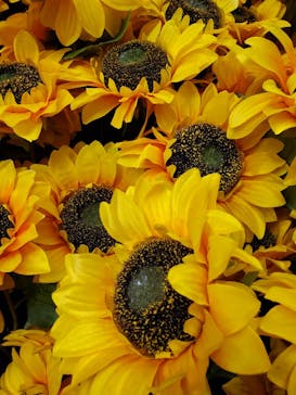 ゴッホ・アライブに投稿された画像（2024/1/20）