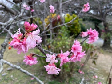 今帰仁城跡に投稿された画像（2024/1/20）