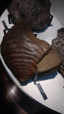 国立科学博物館に投稿された画像（2024/1/20）