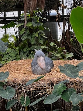 神戸どうぶつ王国に投稿された画像（2024/1/20）