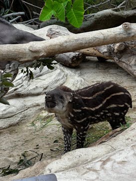 神戸どうぶつ王国に投稿された画像（2024/1/20）