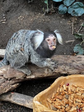 神戸どうぶつ王国に投稿された画像（2024/1/20）