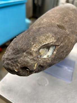 サンシャイン水族館に投稿された画像（2024/1/20）