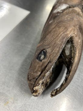 サンシャイン水族館に投稿された画像（2024/1/20）