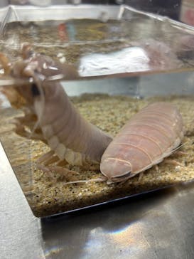 サンシャイン水族館に投稿された画像（2024/1/20）