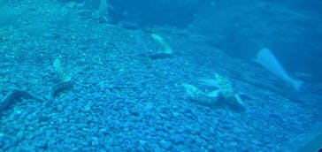 新江ノ島水族館に投稿された画像（2024/1/20）