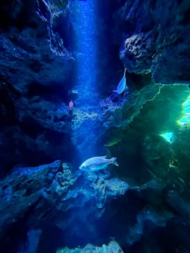 サンシャイン水族館に投稿された画像（2024/1/20）