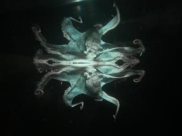 サンシャイン水族館に投稿された画像（2024/1/20）