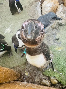 那須どうぶつ王国に投稿された画像（2024/1/20）