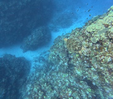 石垣島 ADVENTURE PiPi（イシガキジマアドベンチャーピピ）に投稿された画像（2024/1/20）