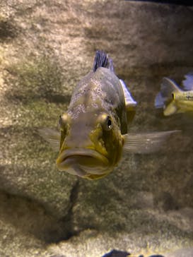 カワスイ 川崎⽔族館に投稿された画像（2024/1/20）