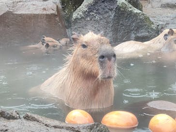 伊豆シャボテン動物公園に投稿された画像（2024/1/20）