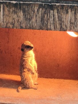 伊豆シャボテン動物公園に投稿された画像（2024/1/20）