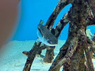 サンシャイン水族館に投稿された画像（2024/1/20）