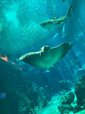 マリンワールド海の中道に投稿された画像（2024/1/20）