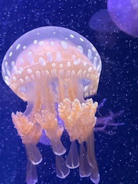 マリンワールド海の中道に投稿された画像（2024/1/20）