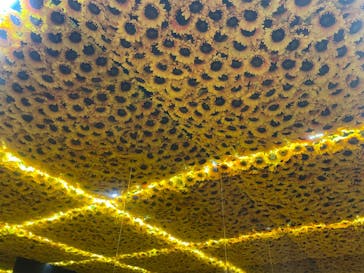 ゴッホ・アライブに投稿された画像（2024/1/20）