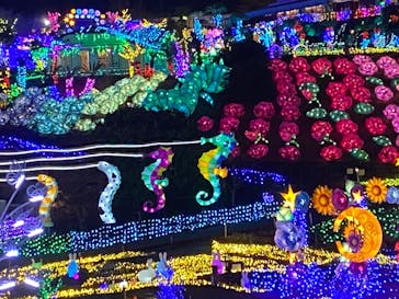 伊豆ぐらんぱる公園に投稿された画像（2024/1/19）