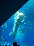 沖縄美ら海水族館（館内体験）に投稿された画像（2024/1/20）