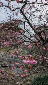 今帰仁城跡に投稿された画像（2024/1/20）