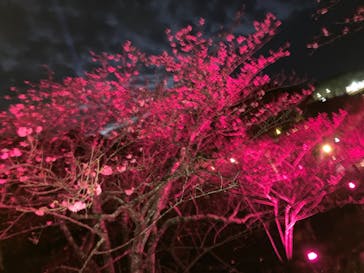 今帰仁城跡に投稿された画像（2024/1/21）