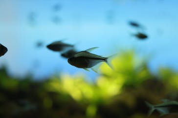 カワスイ 川崎⽔族館に投稿された画像（2024/1/21）