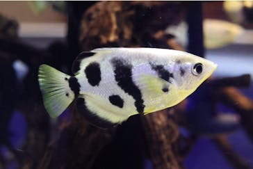 カワスイ 川崎⽔族館に投稿された画像（2024/1/21）