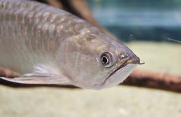 カワスイ 川崎⽔族館に投稿された画像（2024/1/21）