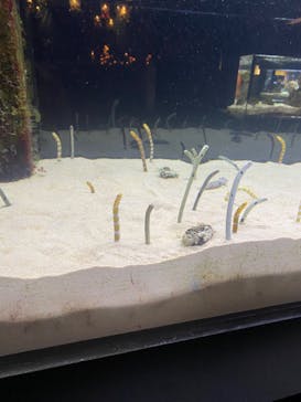 京都水族館に投稿された画像（2024/1/21）