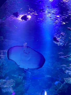 京都水族館に投稿された画像（2024/1/21）