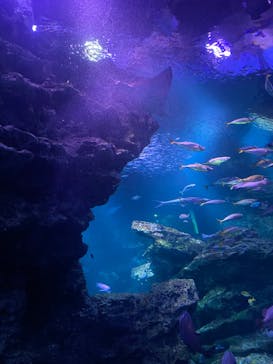 京都水族館に投稿された画像（2024/1/21）