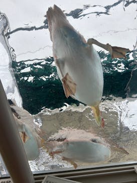 サンシャイン水族館に投稿された画像（2024/1/21）