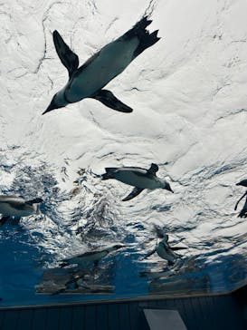 サンシャイン水族館に投稿された画像（2024/1/21）