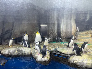仙台うみの杜水族館に投稿された画像（2024/1/21）