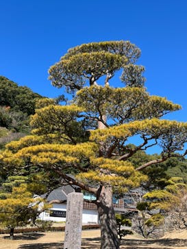 仙巌園に投稿された画像（2024/1/21）