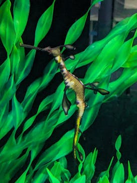 DMMかりゆし水族館に投稿された画像（2024/1/21）