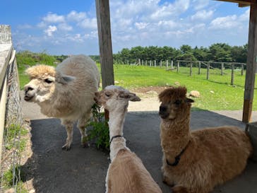 那須どうぶつ王国に投稿された画像（2024/1/21）