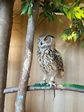 Moff animal cafe 小田原ダイナシティ店に投稿された画像（2024/1/21）