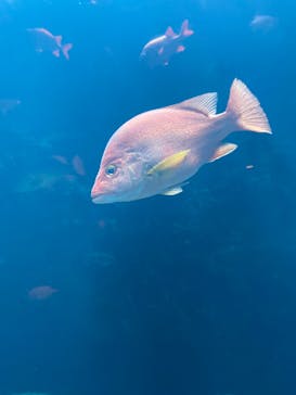 沖縄美ら海水族館に投稿された画像（2024/1/21）