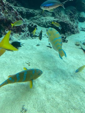 沖縄美ら海水族館に投稿された画像（2024/1/21）