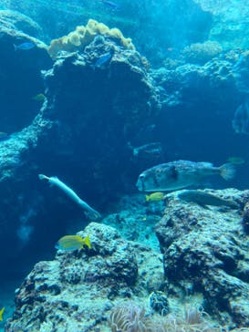 沖縄美ら海水族館に投稿された画像（2024/1/21）