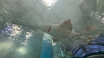 マクセル アクアパーク品川に投稿された画像（2024/1/21）