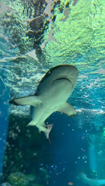 マクセル アクアパーク品川に投稿された画像（2024/1/21）