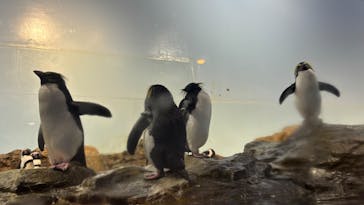 マクセル アクアパーク品川に投稿された画像（2024/1/21）