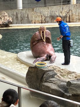 城崎マリンワールドに投稿された画像（2024/1/21）