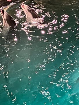 城崎マリンワールドに投稿された画像（2024/1/21）